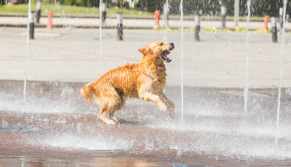 Thirsty dog is playing with water 
