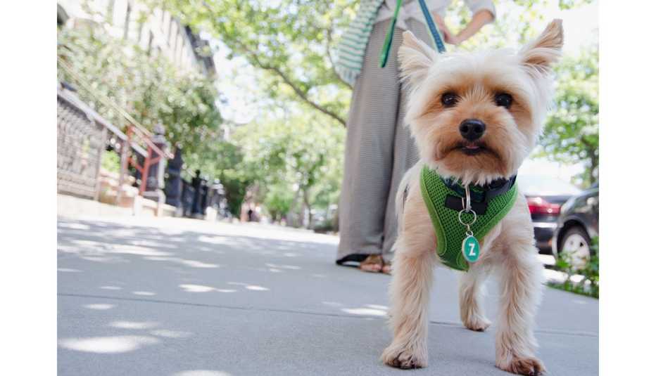 Walking a dog is a great way to get walking (and meet people).
