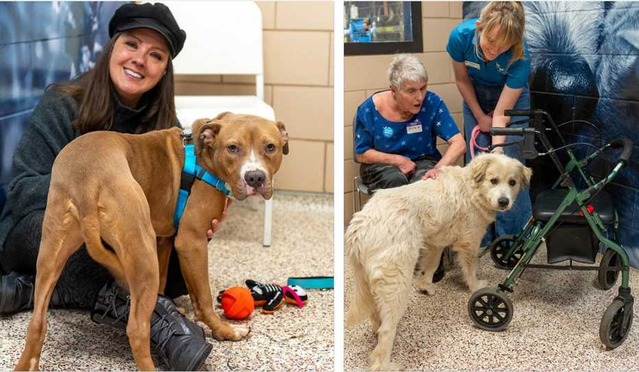 Coffee and Connections with Cats and Canines in Minnesota