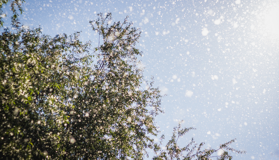 tree, blue sky, pollen in the air