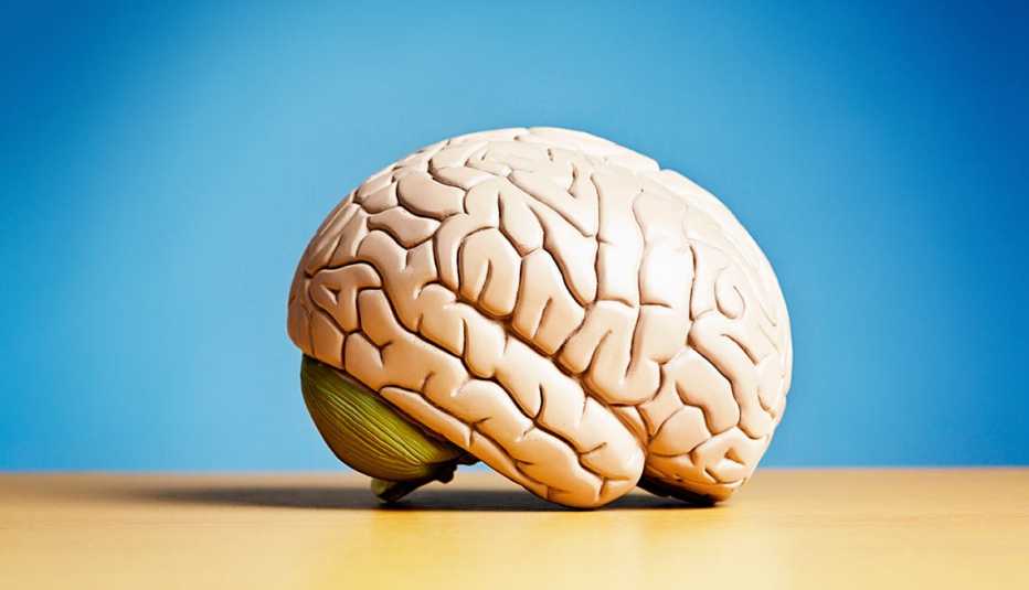 Model of brain, quiz on brain health