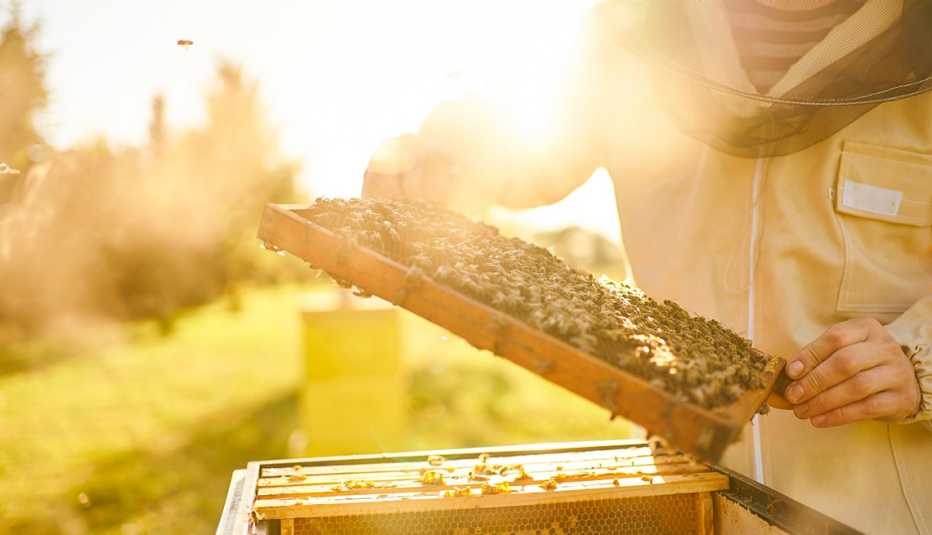 bee keeper tends to his bees