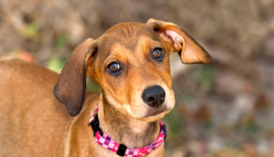 Tips for Taking Care of Fido After You Can't