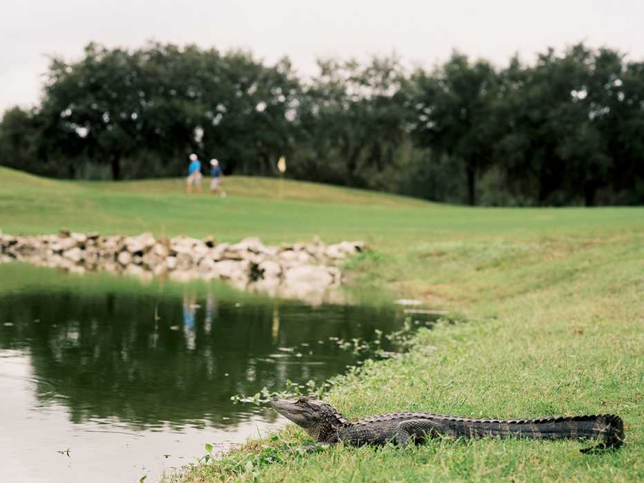 a young alligator next to a pond on a florida golf course there are two golfers in the background
