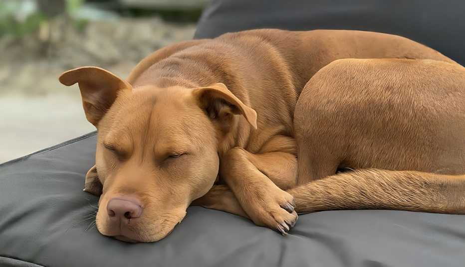 a dog sleeping on a chair