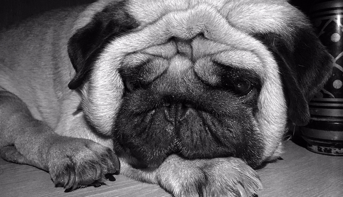 black and white photo of a dog