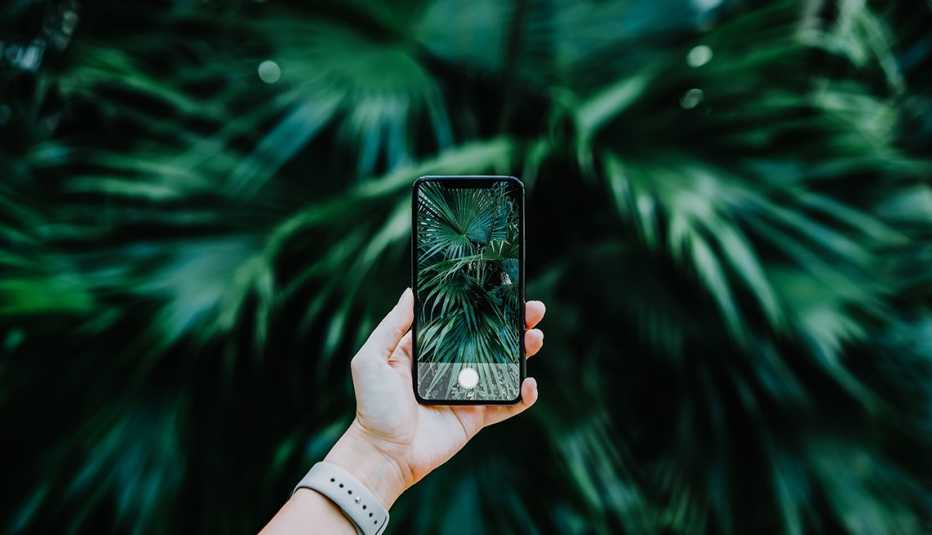 a woman's hand holding a smartphone with leaves on it a woman's hand holding a smartphone with leaves on it