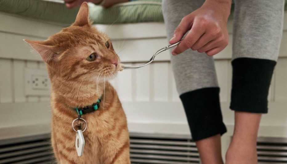 Cat photographed with Tile smart device on collar
