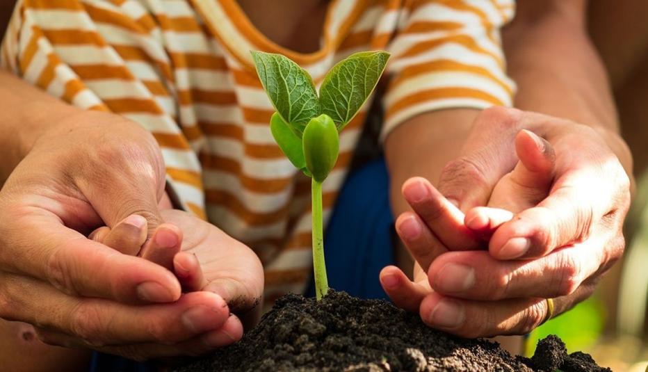 Growing plant with hands surrounding it
