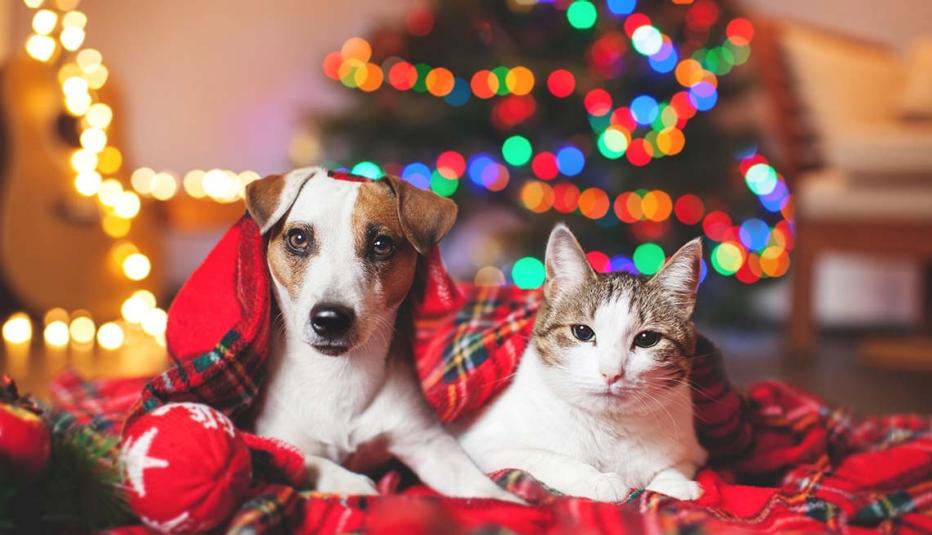 Cat and dog under a christmas tree.