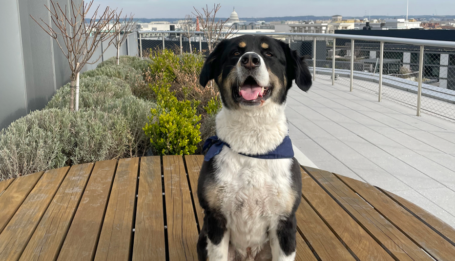 a dog sitting at the conrad hotel in washington d c