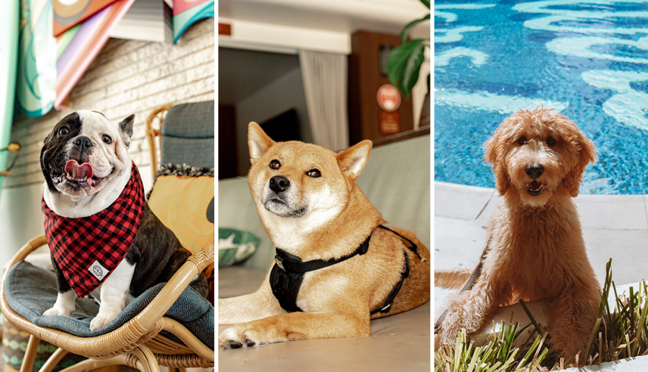 dogs staying at the surfjack hotel in waikiki hawaii