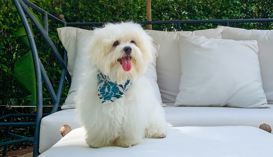 a dog named teddy bear sits outside at the brazilian court hotel