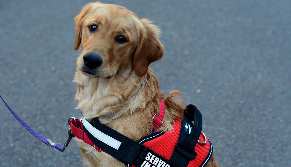 A service dog in training walks with its trainer in Santa Fe, New Mexico.