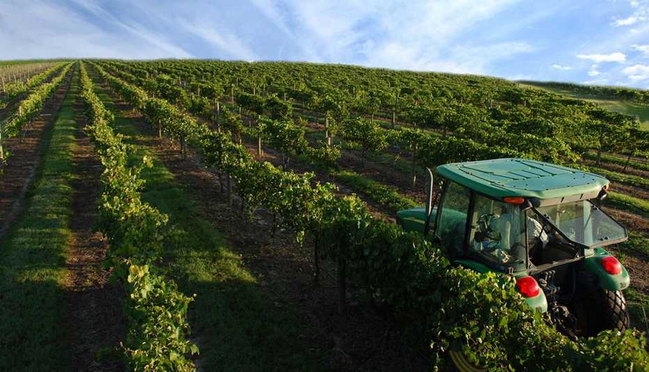 lakeridge winery and vineyards in clermont florida