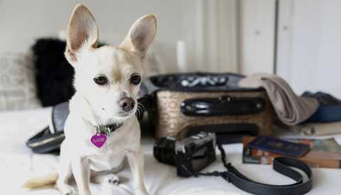 Dog sitting on bed near suitcase