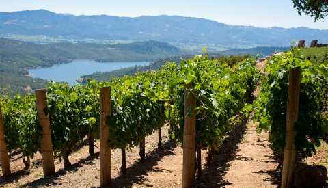 Rows of hillside vineyards above Napa Valley, lake in background.