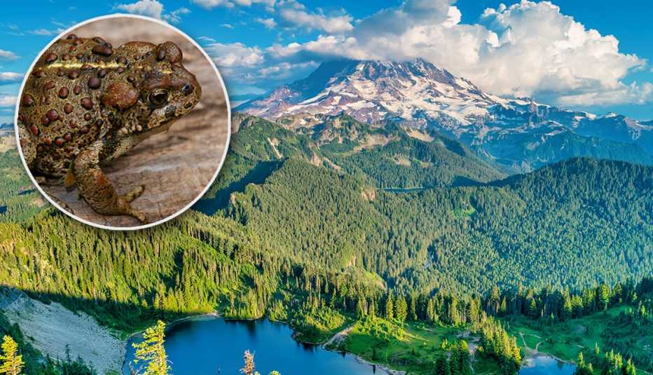 Lake with mountains behind it; inset photo of Western Toad