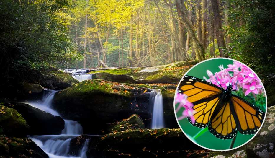 Streams of water falling over mountains; inset photo of orange and black monarch butterfly 