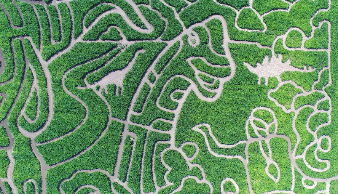 a corn maze featuring a woman and dinosaurs