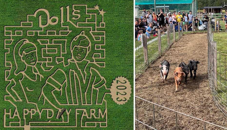 left a doll inspired corn maze right people watching pig races
