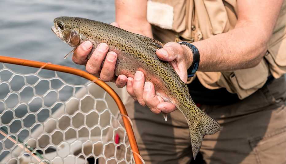 A Rainbow Trout caught on the Yellowstone River. 