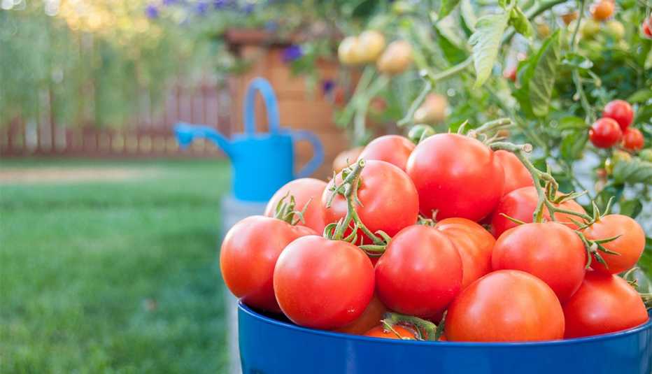 Vine ripened red tomatoes grown in back yard garden