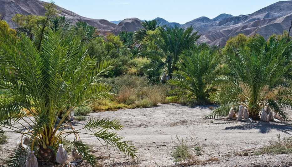 China Ranch Date Farm