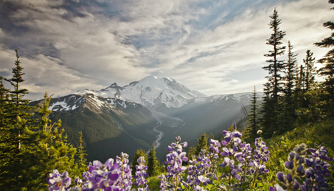 Purple Lupin growing on a hillside at Mt. Rainier National Park