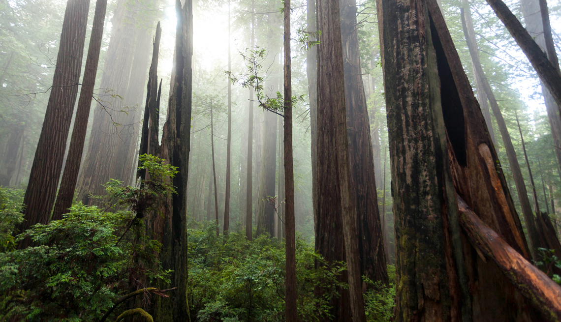 redwood trees in prairie creek redwoods california