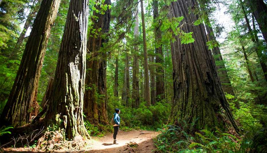 A hiker stands in the sunlight amongst giant Redwood Trees 