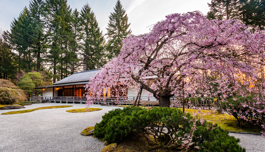 a weeping cherry tree in the portland japanese garden