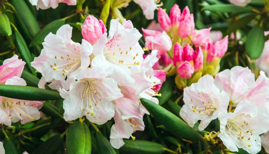 pink and white azalea flowers pink and white azalea flowers