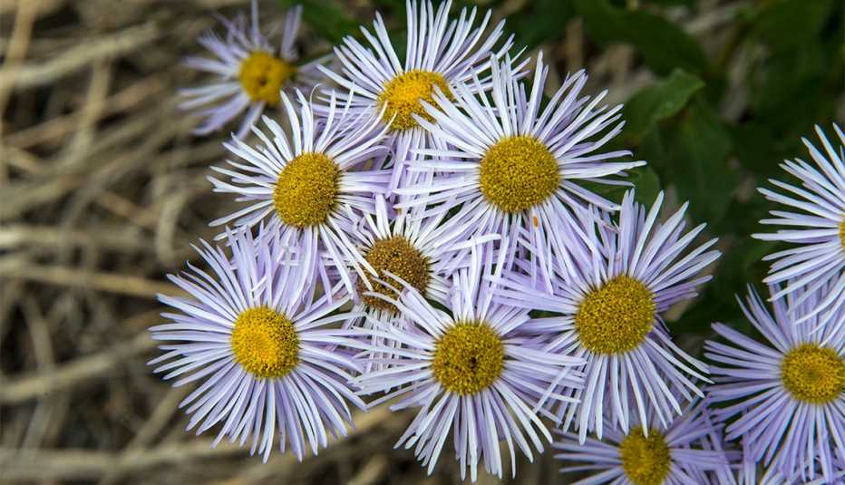 Aster flowers