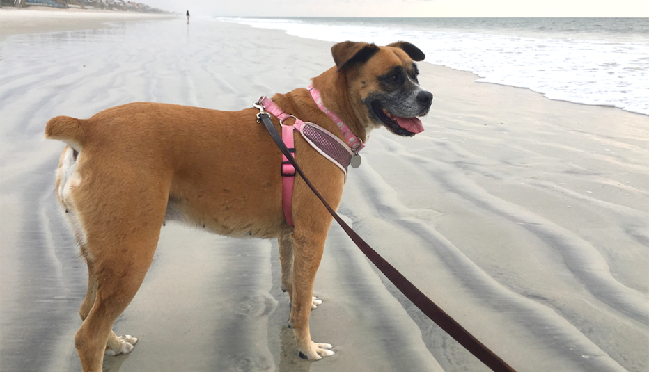 A dog being walked on a canine friendly beach in Ponte Vedra, Florida A dog being walked on a canine friendly beach in Ponte Vedra, Florida