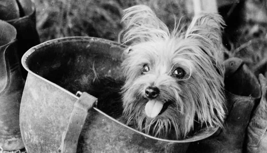 Smoky the war dog