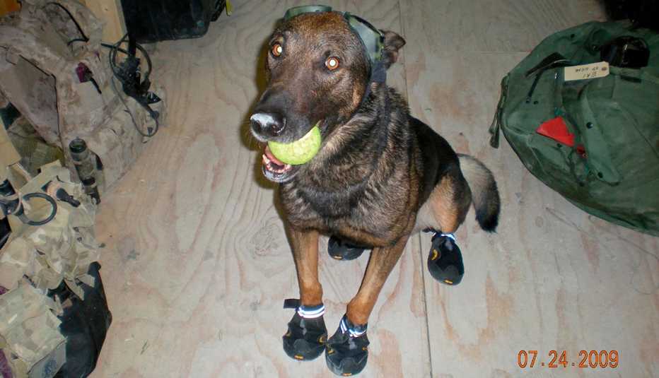 Cairo the war dog