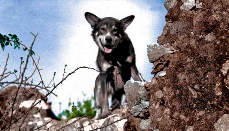 Pvt. Chips the war dog
