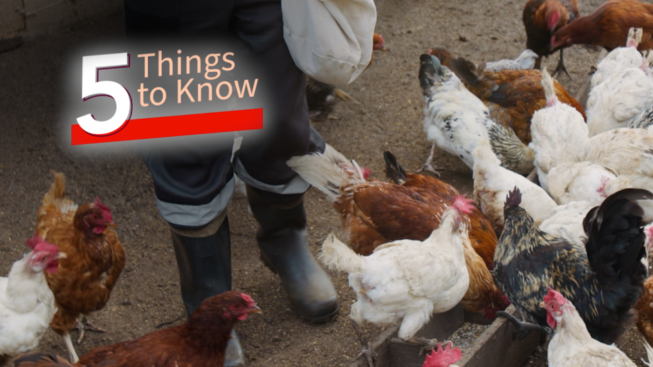close up of a person feeding chickens. five thing to know