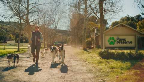 woman jogging with pack of dogs around her outside trail woman jogging with pack of dogs around her outside trail