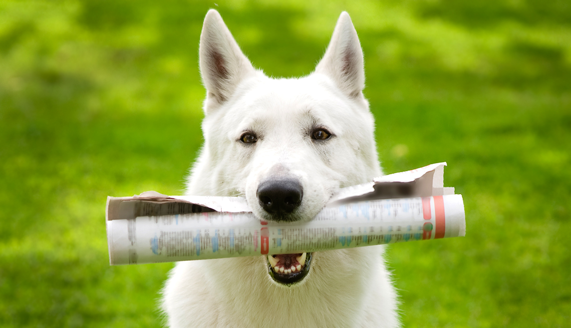 dog holds a document in it's mouth 