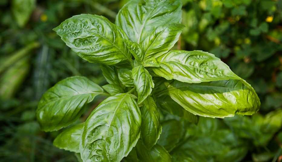 Planta de albahaca. Planta de albahaca.