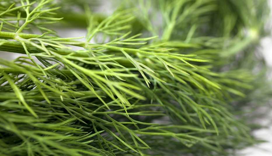 Ramas de eneldo.