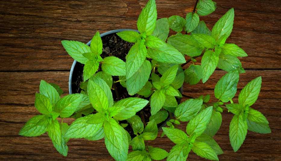Hojas de menta sembradas en un recipiente sobre fondo de madera.