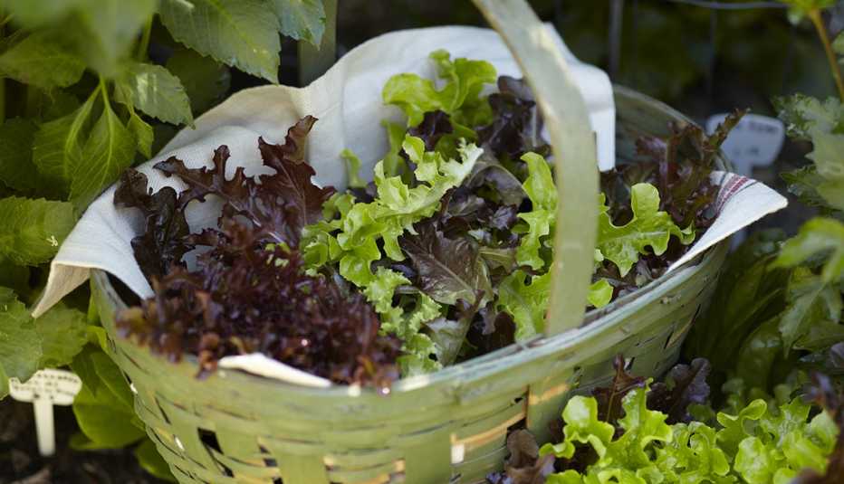 Lechuga en una canasta Lechuga en una canasta