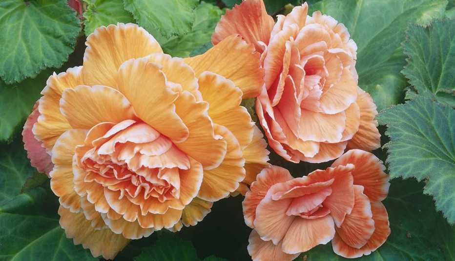 Flores que puedes degustar y sus beneficios