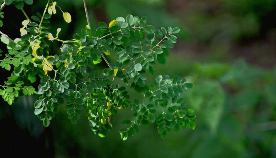 Moringa - Alimentos raros pero nutritivos