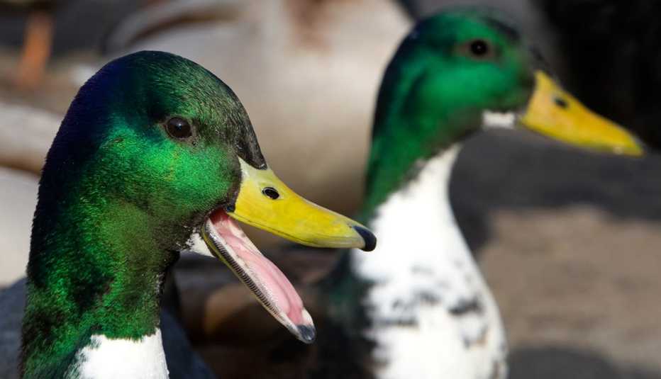 Imagen de dos patos - Becas universitarias inusuales