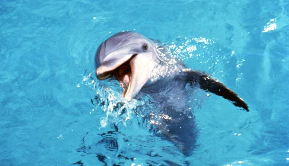 Animales estrellas de cine y TV - Delfín Flipper Animales estrellas de cine y TV - Delfín Flipper