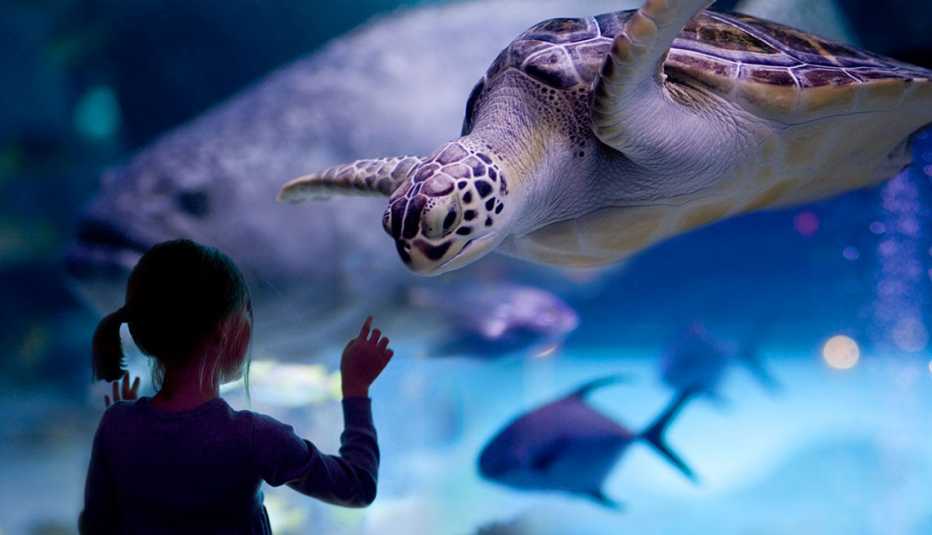 Girl and a sea turtle in the Downtown Aquarium in Houston, Texas. The city has various attractions in a four-block area to attract visitors. The area was highlighted in an AARP story about the top destinations in the United States for 2017.